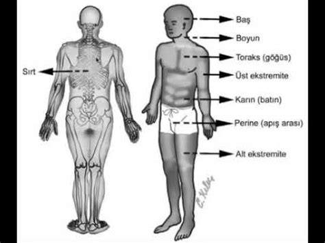 Insan vücudu bölümleri anatomi